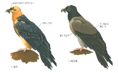 ▲ 수염수리의 형태(그림 출처: 한국의 맹금류, 국립공원관리공단)