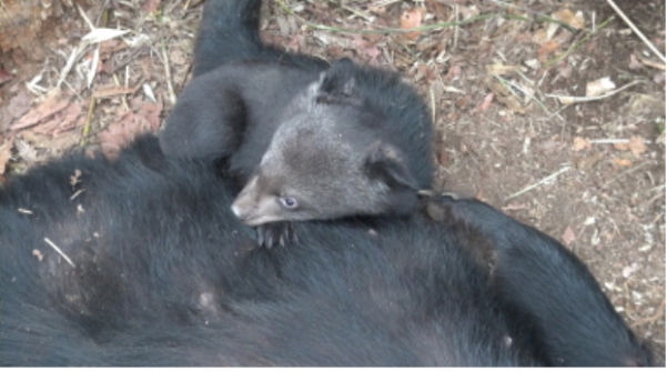 ▲ 2007년에 러시아 연해주에서 도입되어 지리산에 방사된 어미 반달곰(RF-25)이 2011년 1월에 이어 2013년 1월에 건강한 새끼 1마리를 낳았다.
