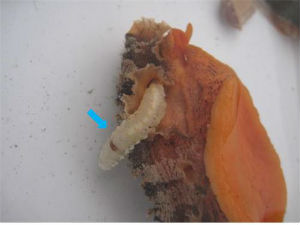                                                                   ▲비늘갯지렁이류 미기록 종            (가칭) 유령비늘갯지렁이 (Arctonoe vittata)            