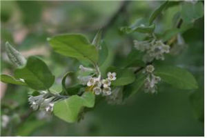 ▲ 보리수나무의 꽃(왼쪽)과 열매(오른쪽)