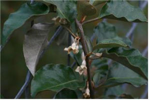 ▲ 보리밥나무의 꽃(왼쪽)과 열매(오른쪽)