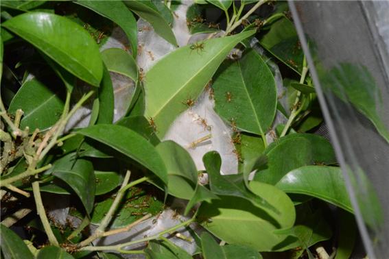 ▲ 나무위에 만든 호주푸른베짜기개미 둥지