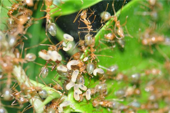 ▲ 호주푸른베짜기개미 성충과 애벌레