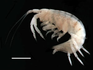 ▲ 국내 미기록종 해양무척추동물 - 곧은손참옆새우류 Peramphithoe sp.