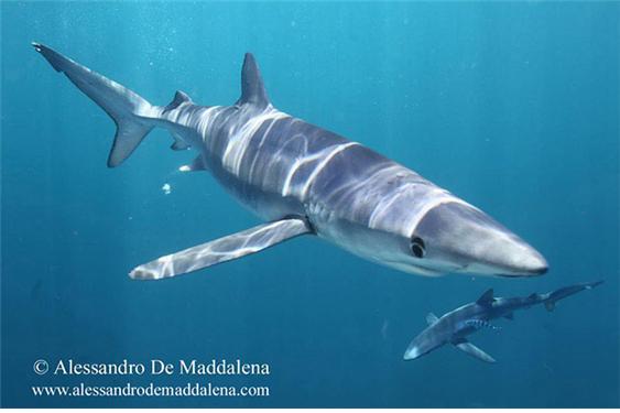 ▲ 청새리상어(Blue shark, Prionace glauca)