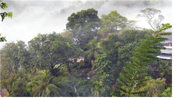 ▲ 열대우림, Sinharaja, 스리랑카