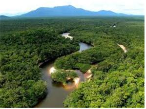 ▲ 열대우림과 생태계, amazon