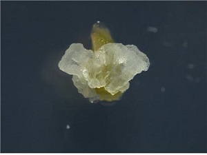 ▲ 매화마름 줄기 조직 유래 미분화 식물세포 덩어리