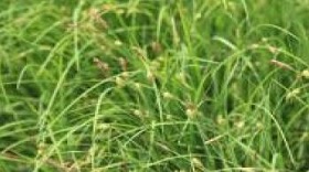 ▲ 구슬사초(Carex tegulata)