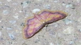▲ 분홍애기자나방(Idaea muricata)