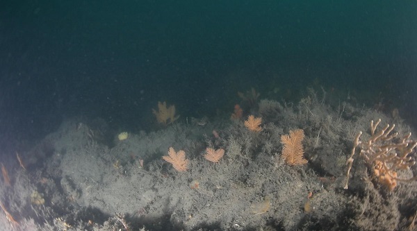 ▲ 착생깃산호 생태사진(수심 50m)