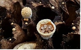 ▲ 둥우리버섯(Nidularia deformis)