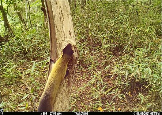 ▲ 하늘다람쥐 둥지를 탐색하는 담비(2021.08.03. 포착)