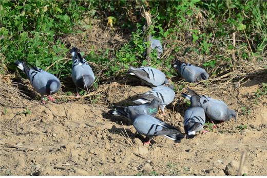 ▲ 연천군 임진강 주변 무리를 지어 먹이를 먹는 양비둘기