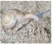 ▲ 민무늬형 참달팽이
