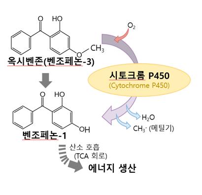 ▲ 시토크롬P450 효소에 의한 옥시벤존의 산화
