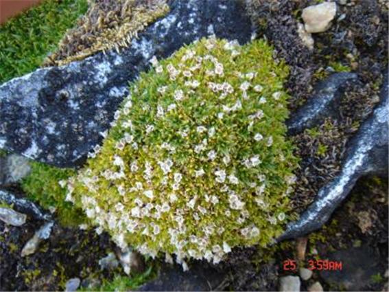 남극에서 꽃이 피는 식물 두 종 가운데 한 종인 남극개미자리